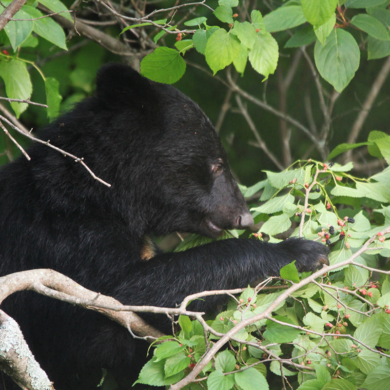 クマのたんのう 動物 アニマル柄を落とし込んだadidas Originals ZX 8000 ATMOS